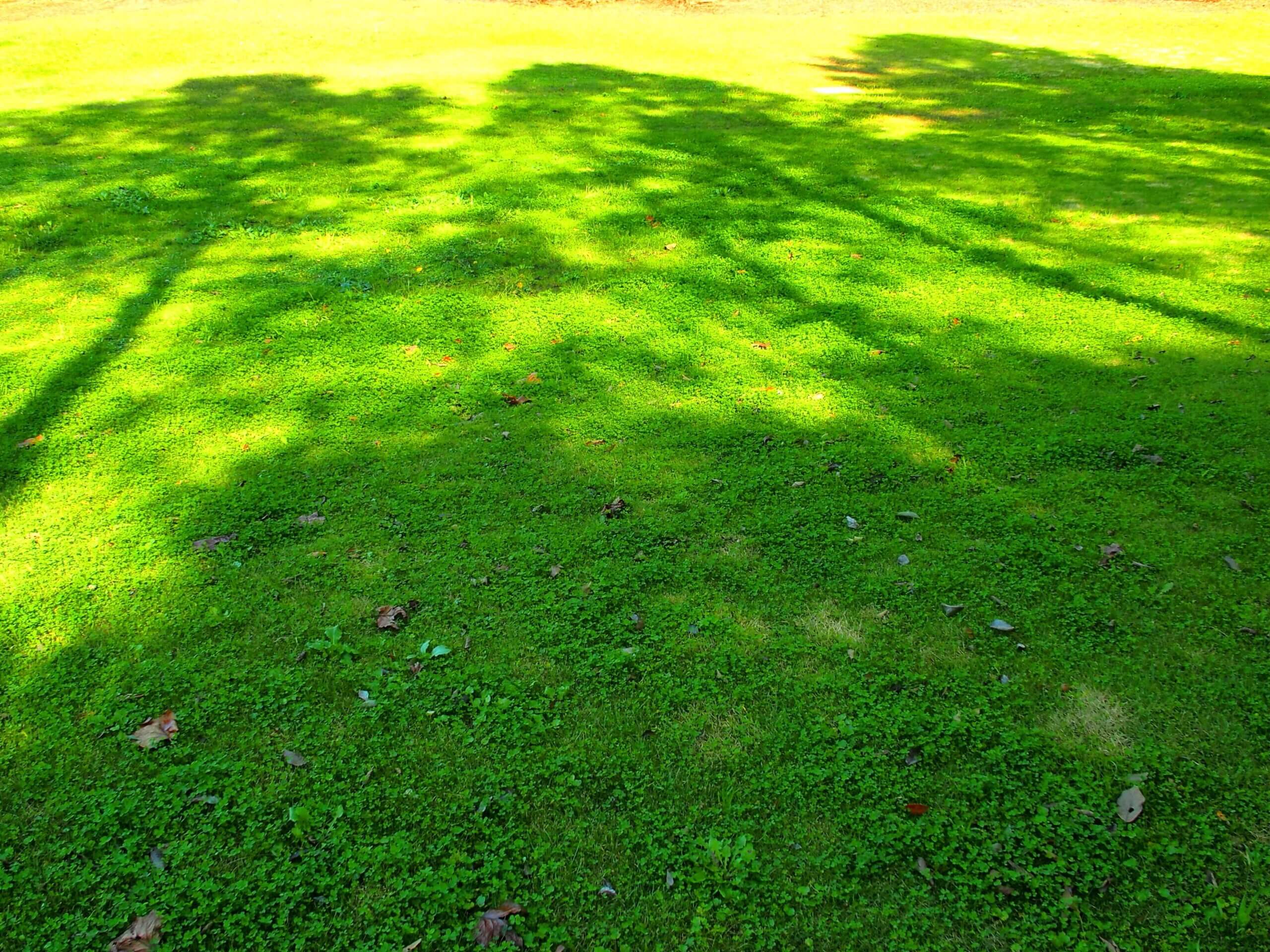 Best Sod to Put Near Shady Areas